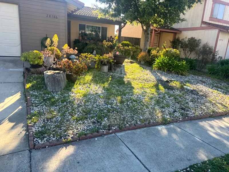 Front yard before: weedy gravel bed with stumps and plants beside a cracked driveway